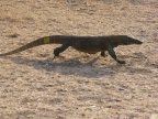 walking.JPG (209 KB)