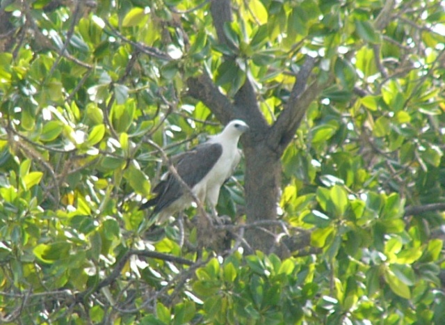 eagle