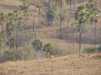 deer.JPG (154 KB)