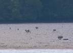 macaques.JPG (115 KB)