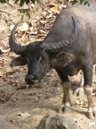water buffalo.JPG (116 KB)