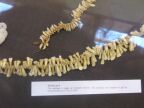 Human Teeth (42 KB)