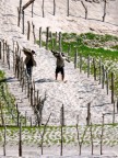 Fence.JPG (112 KB)