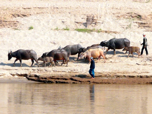 buffalo