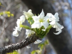 Baobab flowers (176 KB)