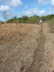 cow path (97 KB)