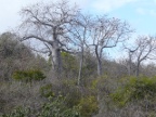 first Baobabs (210 KB)