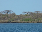 flat-topped Baobabs (188 KB)