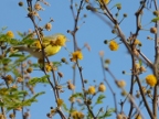 yellow bird (219 KB)