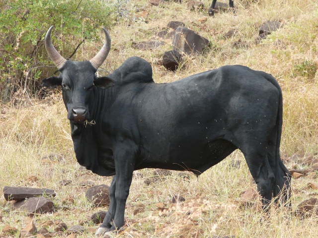 Zebu
