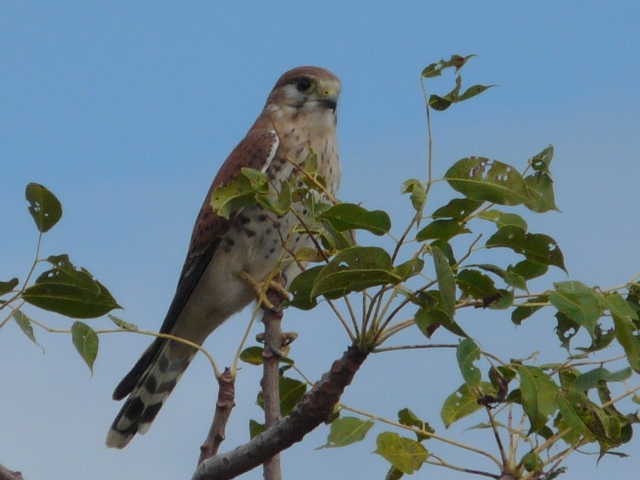 hawk