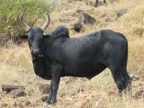 Zebu (214 KB)