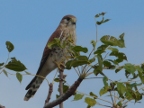 hawk (180 KB)