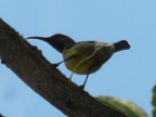 sunbird (127 KB)