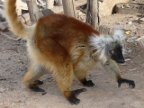 lemur (196 KB)