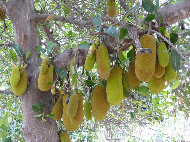 Jackfruit