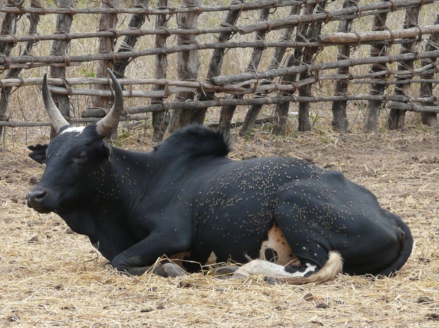 bullock