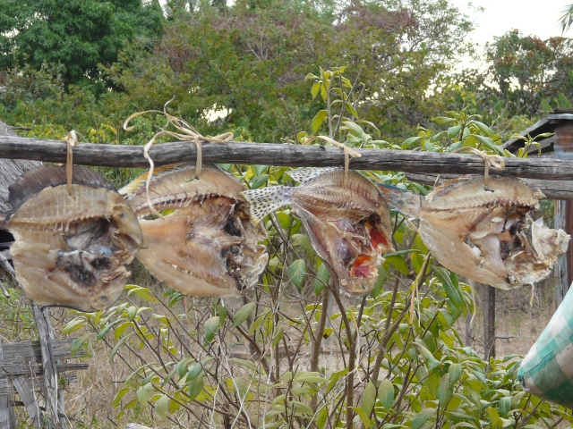 drying-fish