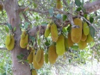 Jackfruit (226 KB)