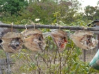 drying-fish (233 KB)