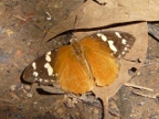 butterfly (210 KB)