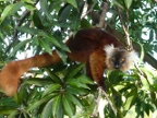 female-lemur (235 KB)