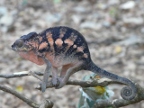 male-chameleon (194 KB)
