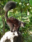 male-lemur (151 KB)