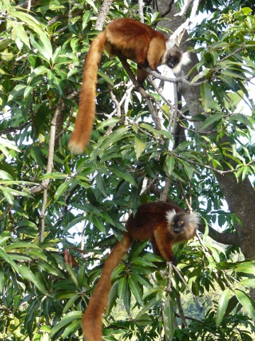 two-female-lemurs