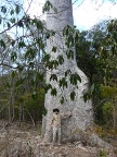 Baobab800 (116 KB)