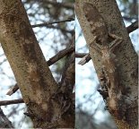 LeaftailedGecko (63 KB)