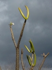 Pachypodium-flower (90 KB)