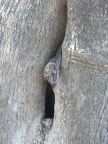 croc-gecko (131 KB)