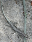 lizard (215 KB)