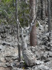 pachypodium (131 KB)