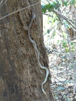 snake (134 KB)