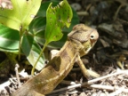 chameleon (227 KB)