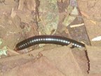 millipede (99 KB)