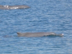 Dolphins (188 KB)