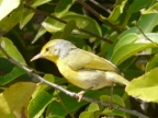 bird (194 KB)