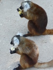 eating (113 KB)