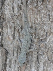 lizard (134 KB)