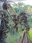 palm-fruit-closeup (138 KB)
