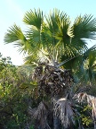 palm-fruit (130 KB)