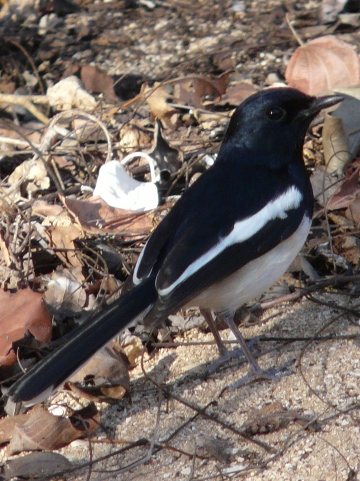 Magpie-Robin