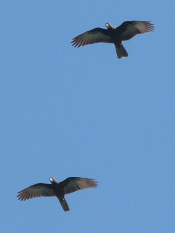 Vasas