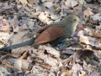 Coucal (230 KB)