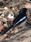 Magpie-Robin (137 KB)