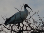Sacred-Ibis (157 KB)