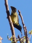 Sunbird (96 KB)